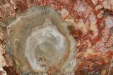 Polished Petrified Wood (Araucaria) Round - Madagascar #355313-1